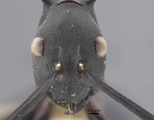 Polyrhachis tubifex specimen CASENT0917277 image casent0917277_2