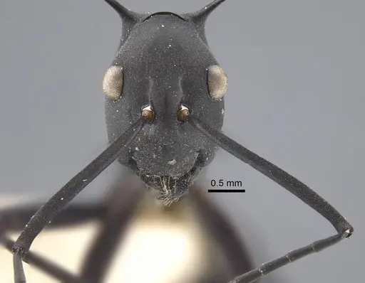 Polyrhachis tubifex specimen CASENT0917277 image casent0917277_3