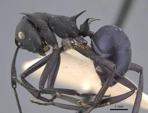 Polyrhachis tubifex specimen CASENT0917277 image casent0917277_4