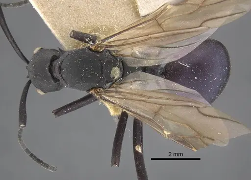 Polyrhachis tubifex specimen CASENT0917278 image casent0917278_1
