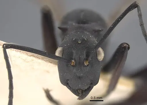 Polyrhachis tubifex specimen CASENT0917278 image casent0917278_3