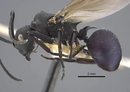 Polyrhachis tubifex specimen CASENT0917278 image casent0917278_4