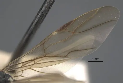 Polyrhachis tubifex specimen CASENT0917278 image casent0917278_5