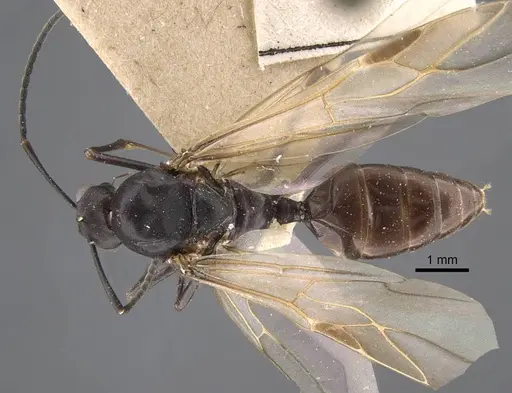 Polyrhachis tubifex specimen CASENT0917279 image casent0917279_1