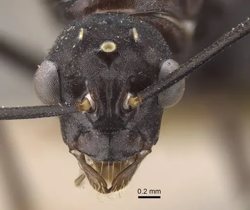 Polyrhachis tubifex specimen CASENT0917279 image casent0917279_2