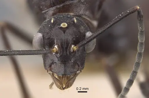 Polyrhachis tubifex specimen CASENT0917279 image casent0917279_3