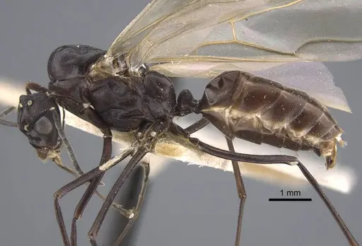 Polyrhachis tubifex specimen CASENT0917279 image casent0917279_4