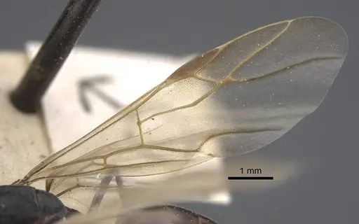 Polyrhachis tubifex specimen CASENT0917279 image casent0917279_5