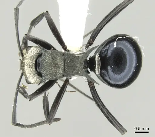 Polyrhachis turneri specimen CASENT0906603 image casent0906603_1