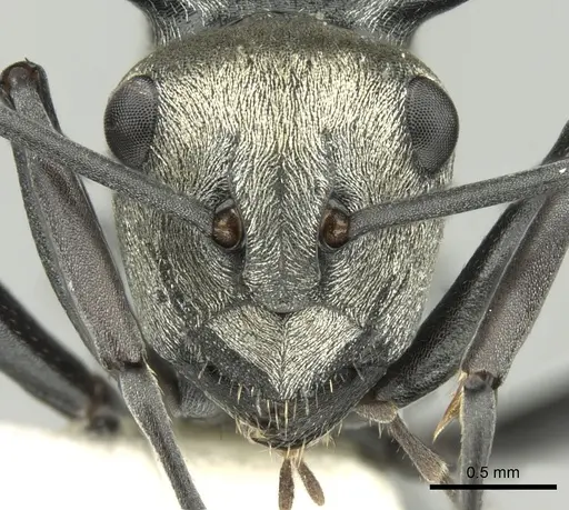 Polyrhachis turneri specimen CASENT0906603 image casent0906603_2
