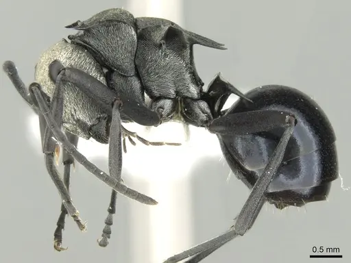 Polyrhachis turneri specimen CASENT0906603 image casent0906603_3