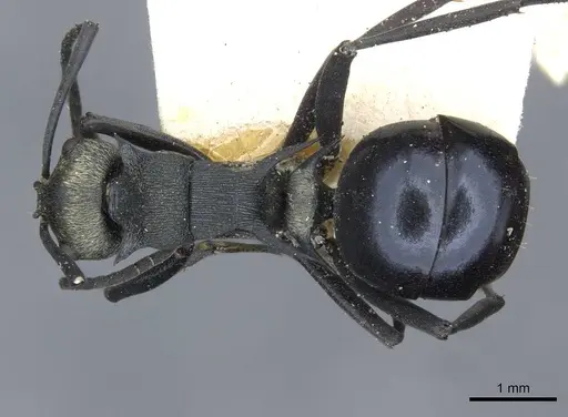 Polyrhachis turneri specimen CASENT0910852 image casent0910852_1