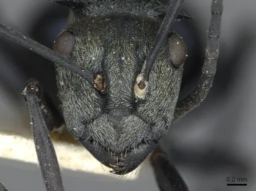Polyrhachis turneri specimen CASENT0910852 image casent0910852_2