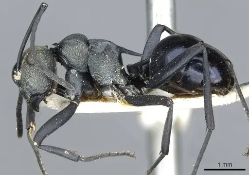 Polyrhachis turneri specimen CASENT0910852 image casent0910852_3