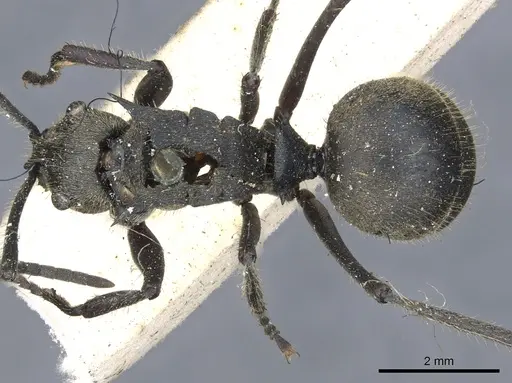 Polyrhachis tyrannica specimen CASENT0903442 image casent0903442_1