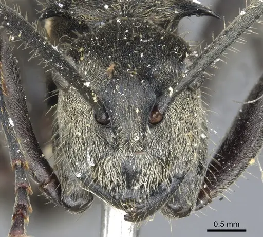Polyrhachis tyrannica specimen CASENT0903442 image casent0903442_2