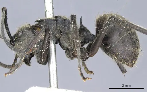 Polyrhachis tyrannica specimen CASENT0903442 image casent0903442_3