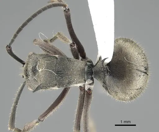 Polyrhachis tyrannica specimen CASENT0919916 image casent0919916_1