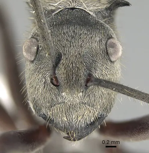Polyrhachis tyrannica specimen CASENT0919916 image casent0919916_2