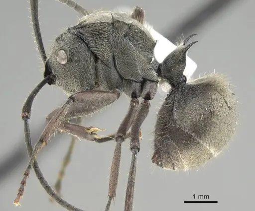 Polyrhachis tyrannica specimen CASENT0919916 image casent0919916_3