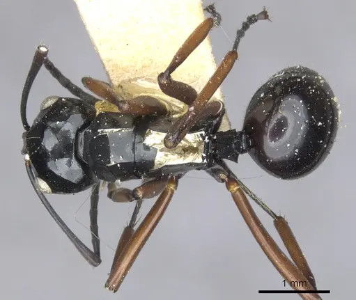 Polyrhachis ugiensis specimen CASENT0903415 image casent0903415_1