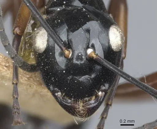 Polyrhachis ugiensis specimen CASENT0903415 image casent0903415_2