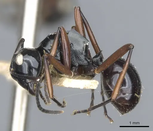 Polyrhachis ugiensis specimen CASENT0903415 image casent0903415_3