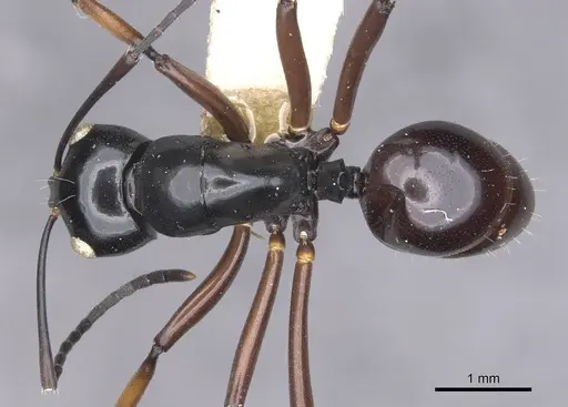 Polyrhachis ugiensis specimen CASENT0905543 image casent0905543_1