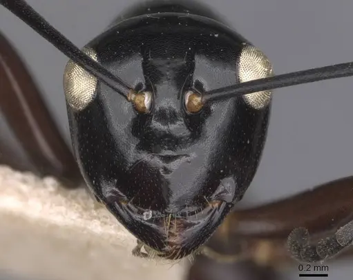 Polyrhachis ugiensis specimen CASENT0905543 image casent0905543_2