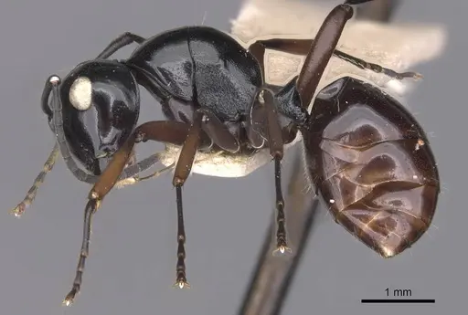 Polyrhachis ugiensis specimen CASENT0905543 image casent0905543_3