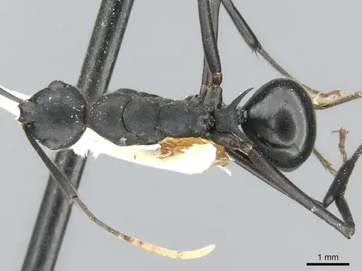 Polyrhachis ulysses specimen CASENT0906568 image casent0906568_1