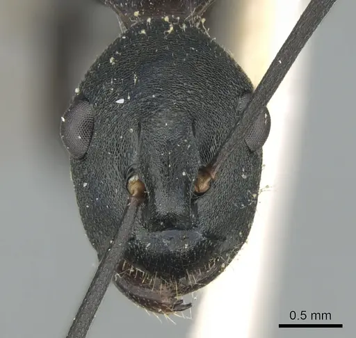 Polyrhachis ulysses specimen CASENT0906568 image casent0906568_2