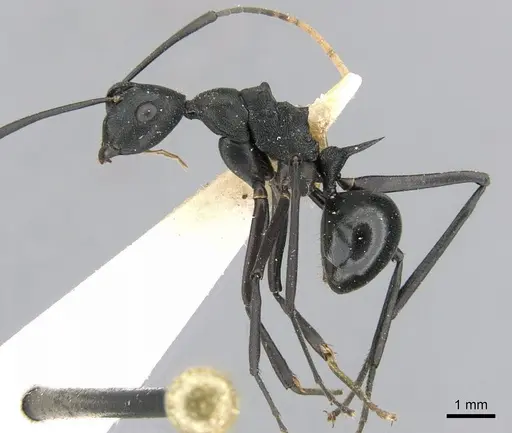 Polyrhachis ulysses specimen CASENT0906568 image casent0906568_3