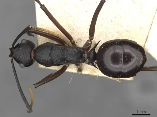 Polyrhachis ulysses specimen CASENT0910791 image casent0910791_1