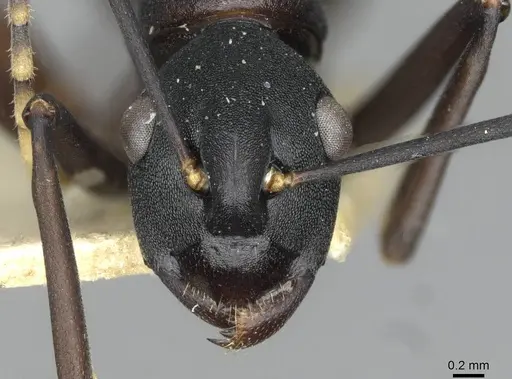 Polyrhachis ulysses specimen CASENT0910791 image casent0910791_2