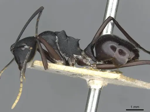 Polyrhachis ulysses specimen CASENT0910791 image casent0910791_3