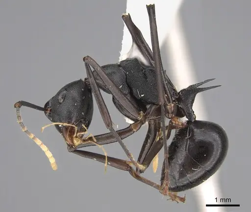 Polyrhachis ulysses specimen CASENT0923505 image casent0923505_1