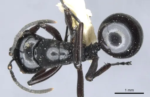 Polyrhachis undulata specimen CASENT0903401 image casent0903401_1