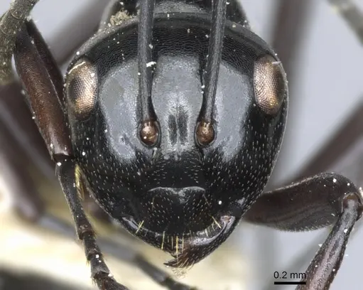 Polyrhachis undulata specimen CASENT0903401 image casent0903401_2