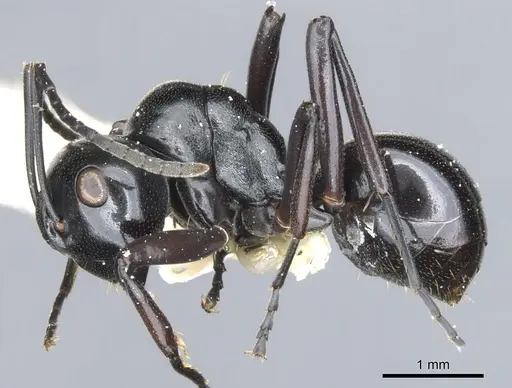 Polyrhachis undulata specimen CASENT0903401 image casent0903401_3