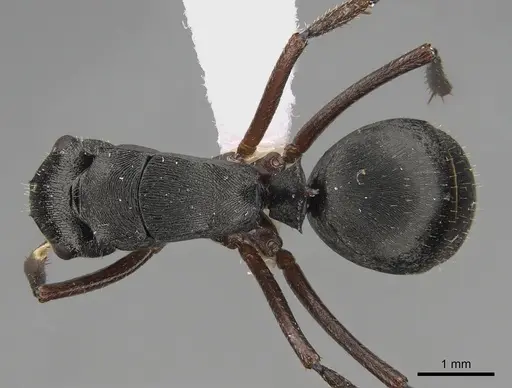 Polyrhachis unicornis specimen CASENT0887776 image casent0887776_1