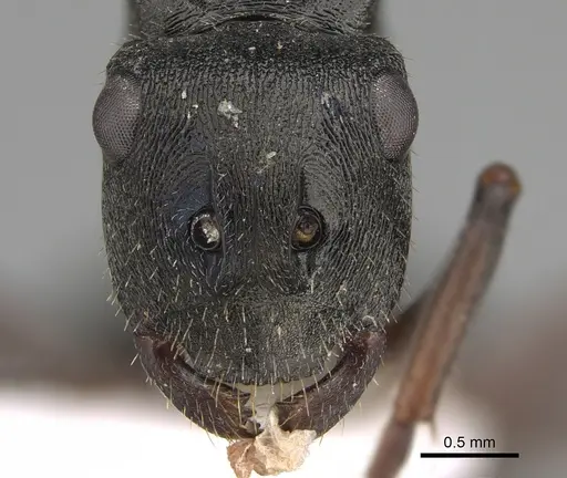 Polyrhachis unicornis specimen CASENT0887776 image casent0887776_2