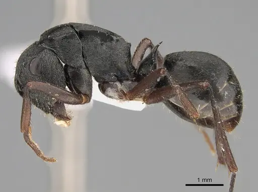 Polyrhachis unicornis specimen CASENT0887776 image casent0887776_3