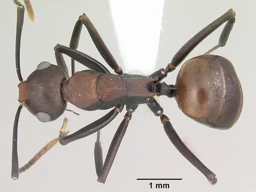 Polyrhachis unicuspis specimen CASENT0103194 image casent0103194_1