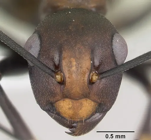 Polyrhachis unicuspis specimen CASENT0103194 image casent0103194_2