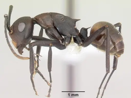 Polyrhachis unicuspis specimen CASENT0103194 image casent0103194_3