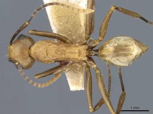 Polyrhachis unicuspis specimen CASENT0905564 image casent0905564_1