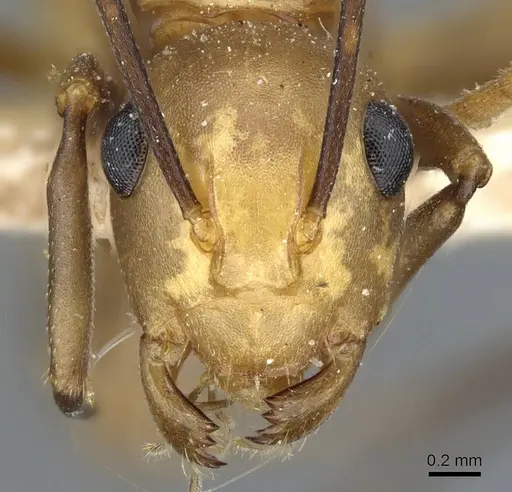 Polyrhachis unicuspis specimen CASENT0905564 image casent0905564_2