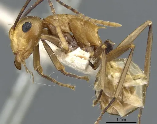 Polyrhachis unicuspis specimen CASENT0905564 image casent0905564_3
