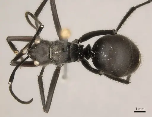 Polyrhachis vanachterbergi specimen CASENT0217441 image casent0217441_1